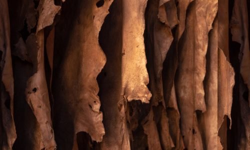 Goat-Leather-Feature